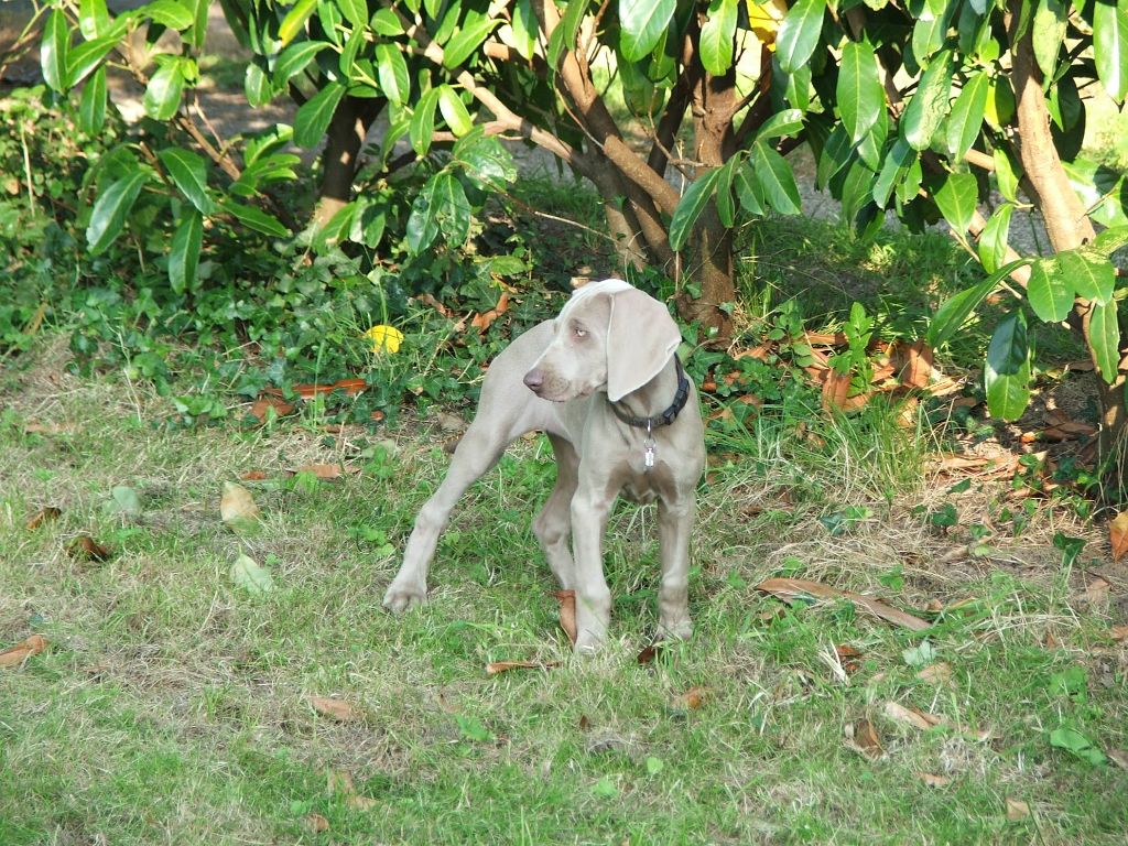 Chaka dit chamane de la Roseraie de Pennanguer