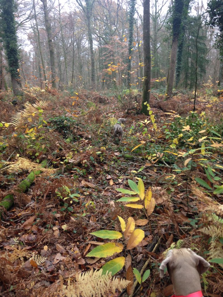 Néo d'jazz Des brumes des bois