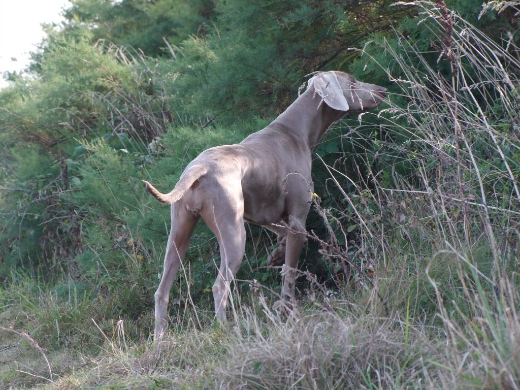 Chaka dit chamane de la Roseraie de Pennanguer