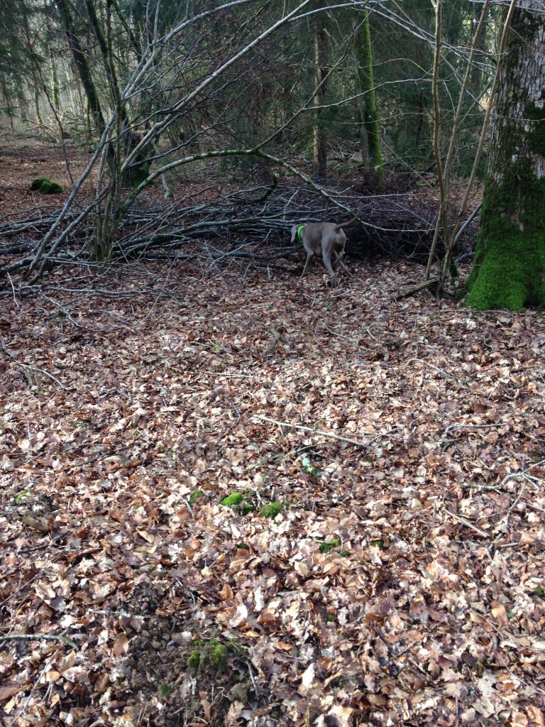 Néo d'jazz Des brumes des bois