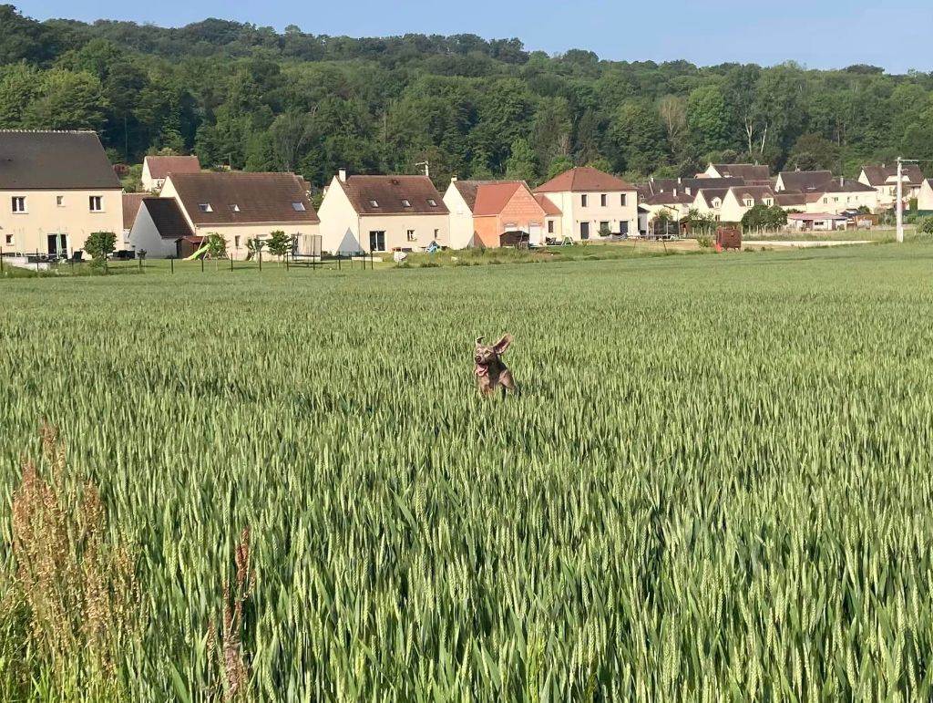 CH. TR. Ub40 samba Des brumes des bois