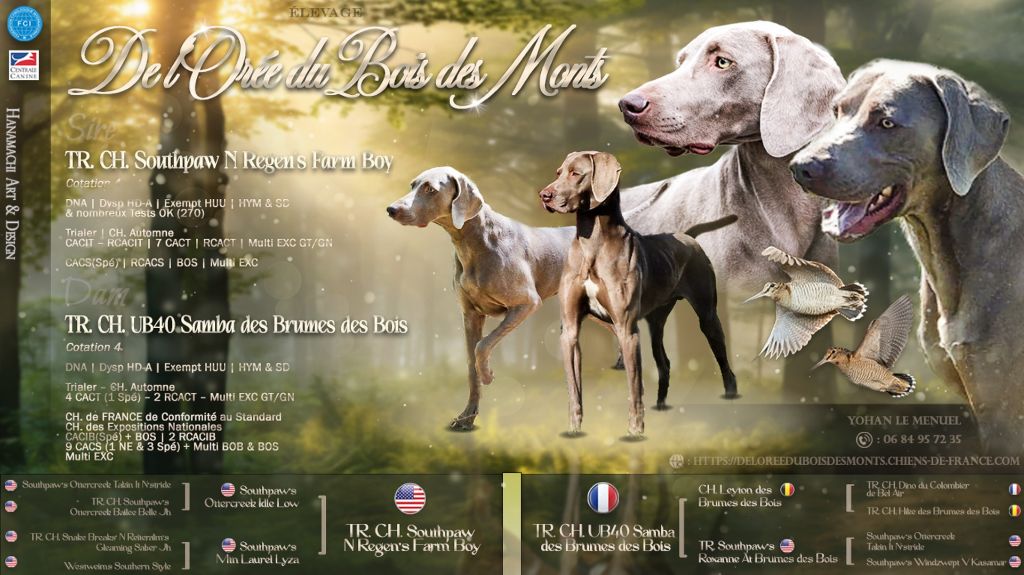 De l'Orée Du Bois Des Monts - MARIAGE SAMBA x WEST - Fin 2025 / Début 2026