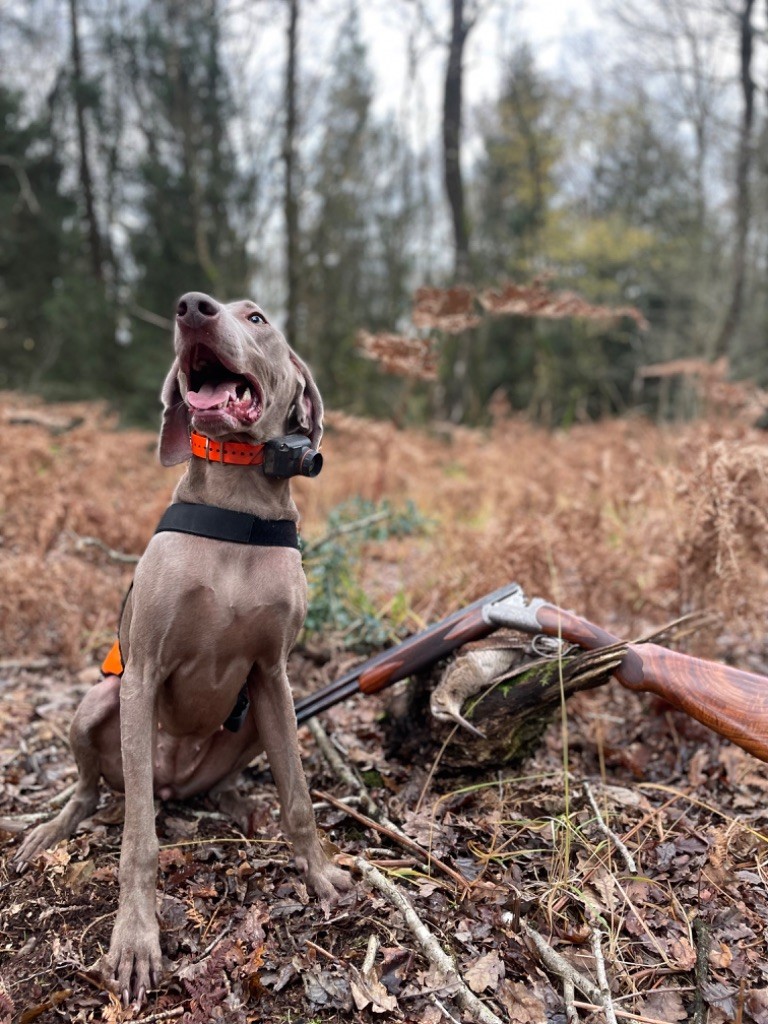 Chasse à la Bécasse