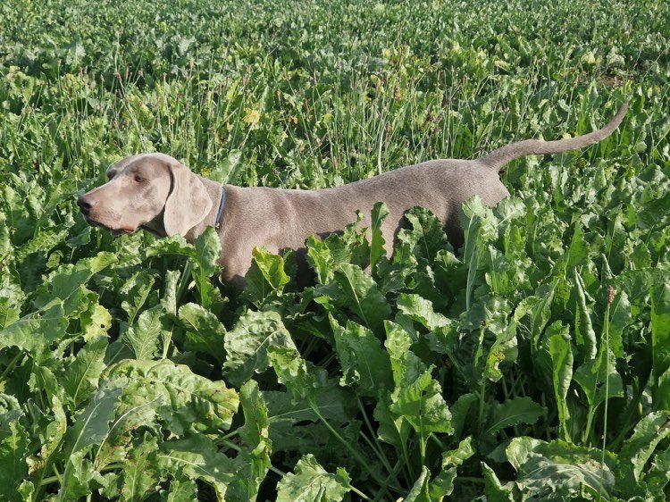 Fields Trial....